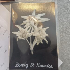 veritable edelweiss séchée- lazzarotto